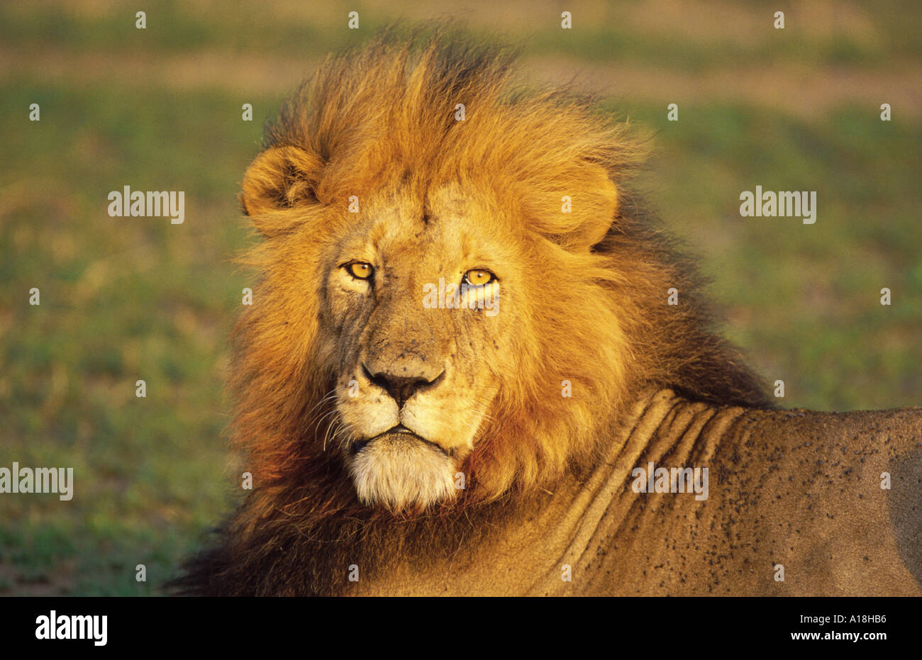 Löwe (Panthera Leo), Porträt eines männlichen Löwen, Kenia, Masai Mara NP. Stockfoto