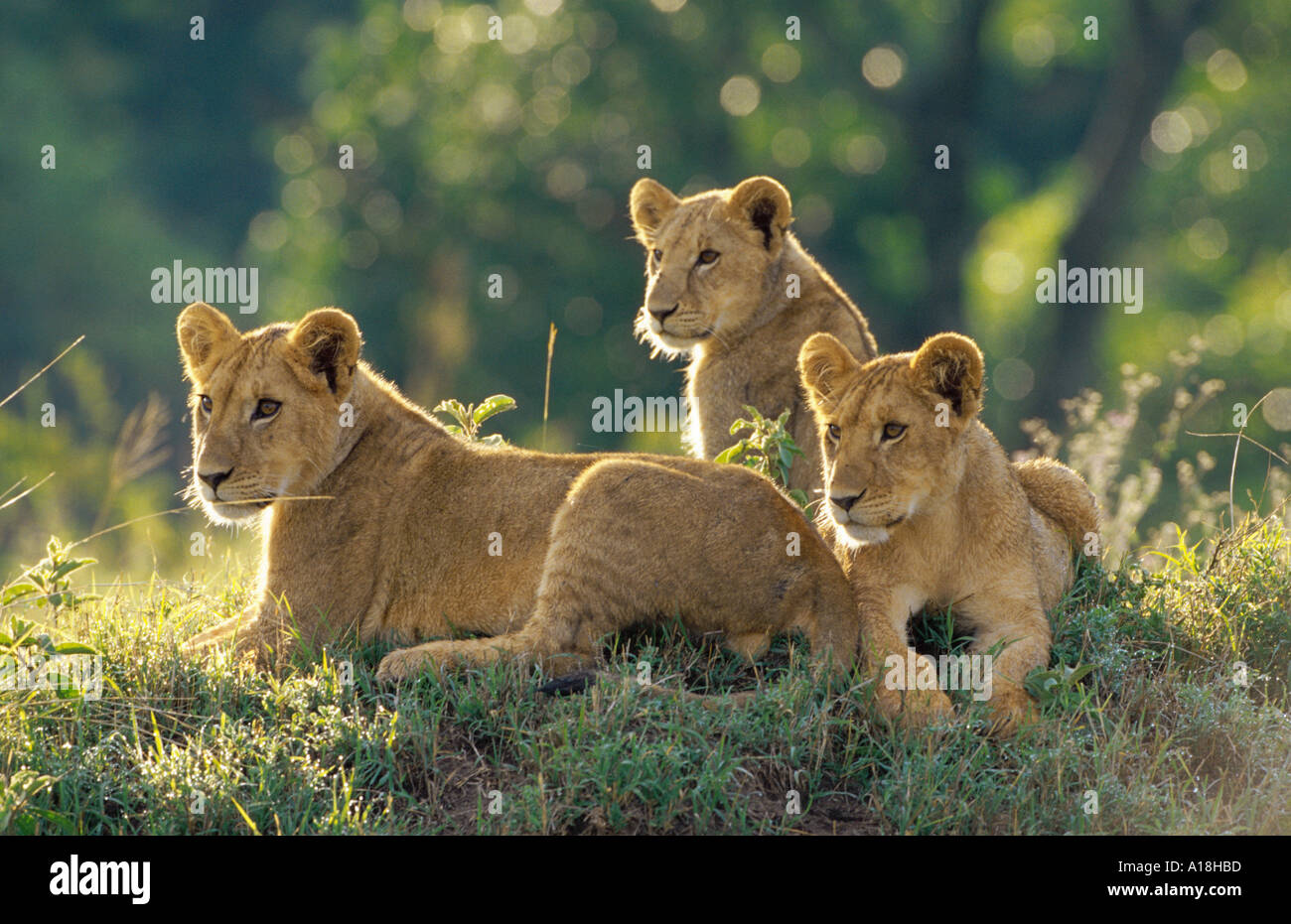 Löwe (Panthera Leo), drei Löwenbabys liegen nebeneinander, Kenia, Masai Mara NP. Stockfoto