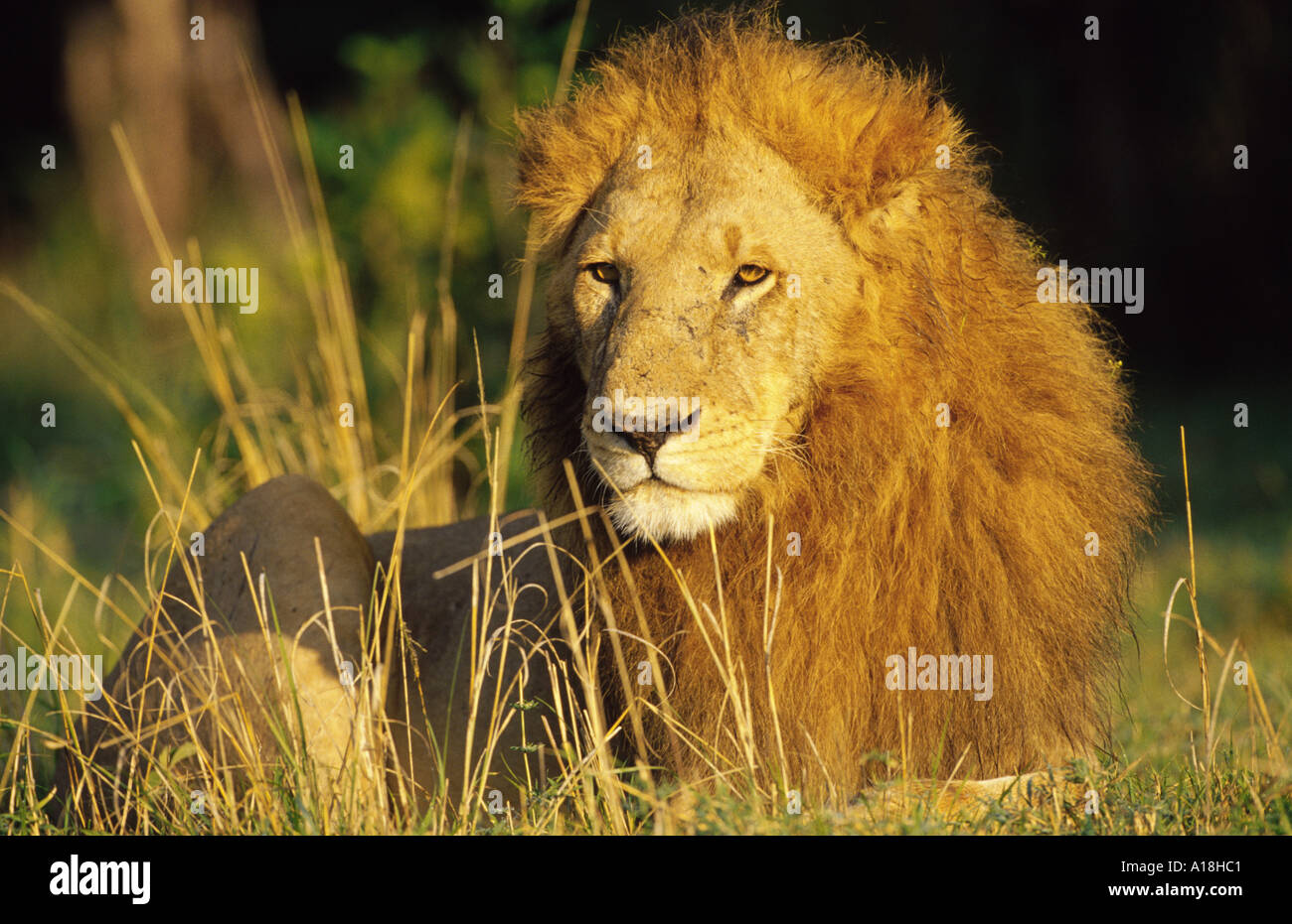 Löwe (Panthera Leo), männlicher Löwe ruht, Kenia, Masai Mara NP. Stockfoto