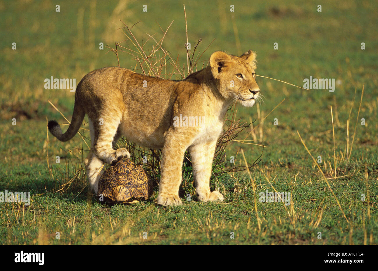 Löwe (Panthera Leo), Löwenjunges stehend auf Schildkröte, Kenia, Masai Mara NP. Stockfoto