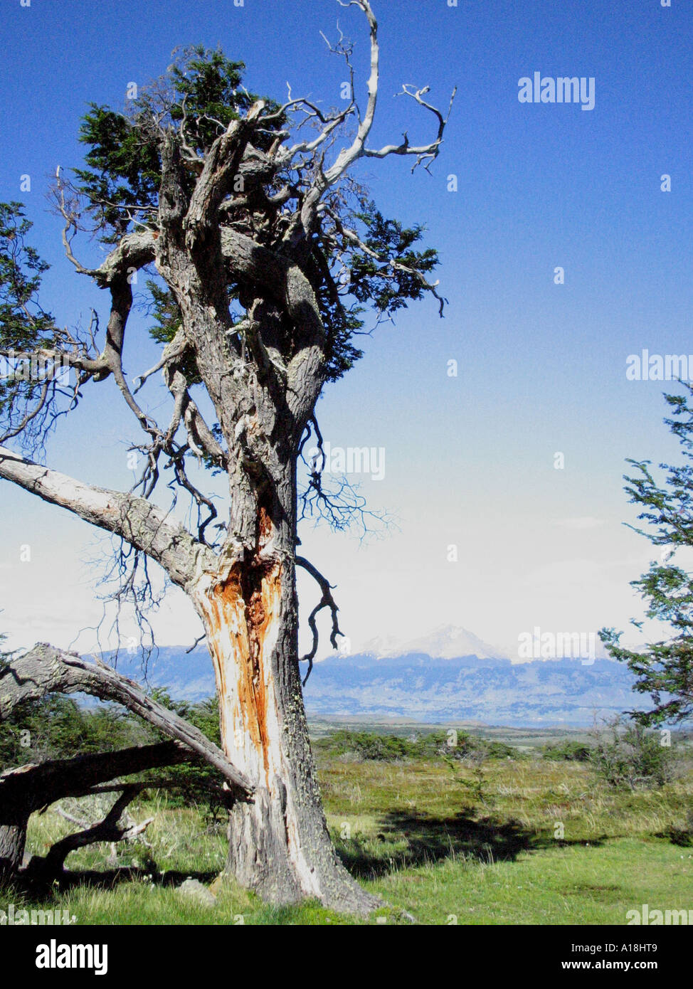 CHILE - einsame Kiefer Stockfoto