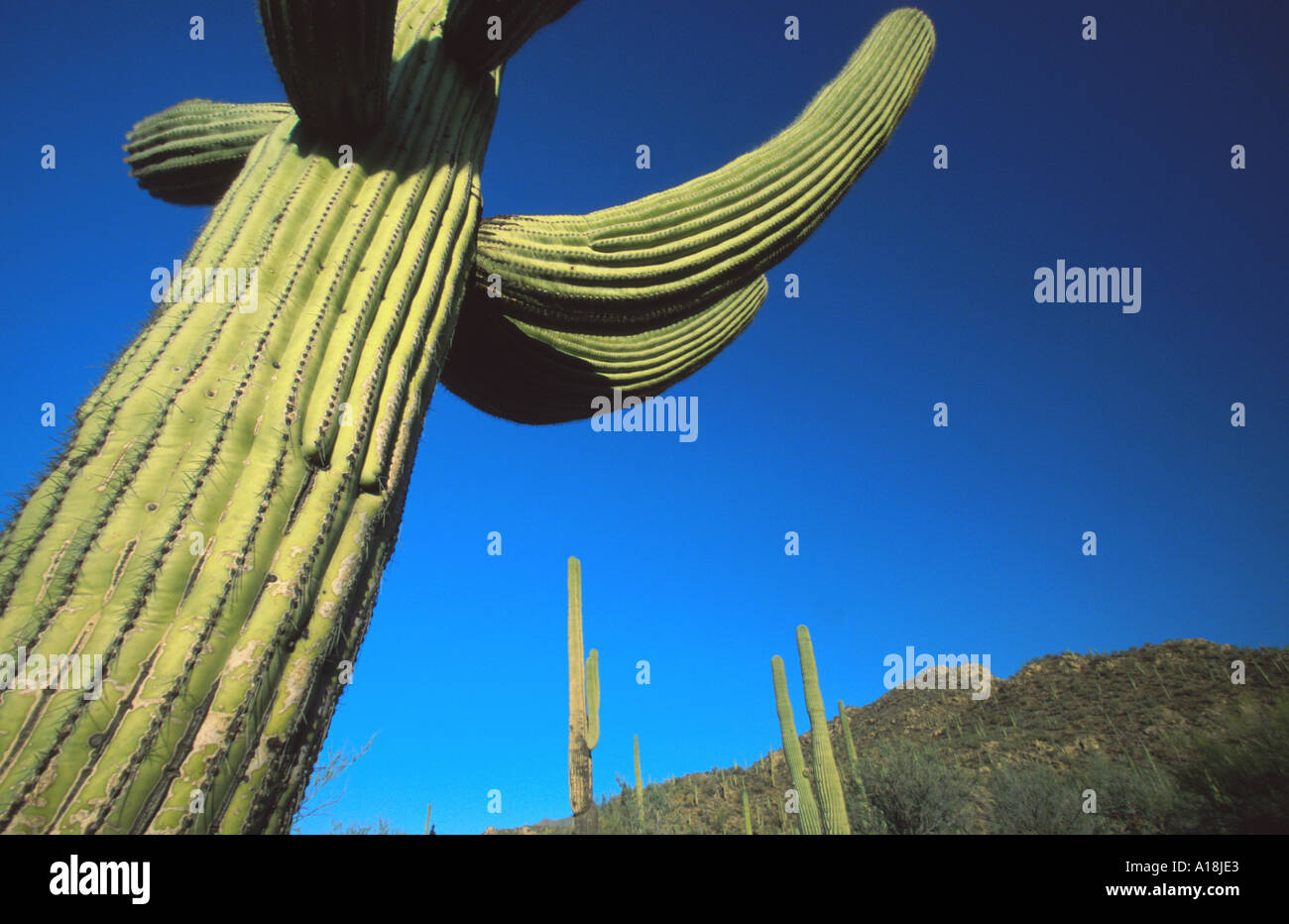Saguaro-Kaktus (Carnegiea Gigantea, Cereus Giganteus), gegen blauen Himmel, Würmer-Auge Ansicht, Apr.04, Saguaro NP, Arizona, USA. Stockfoto
