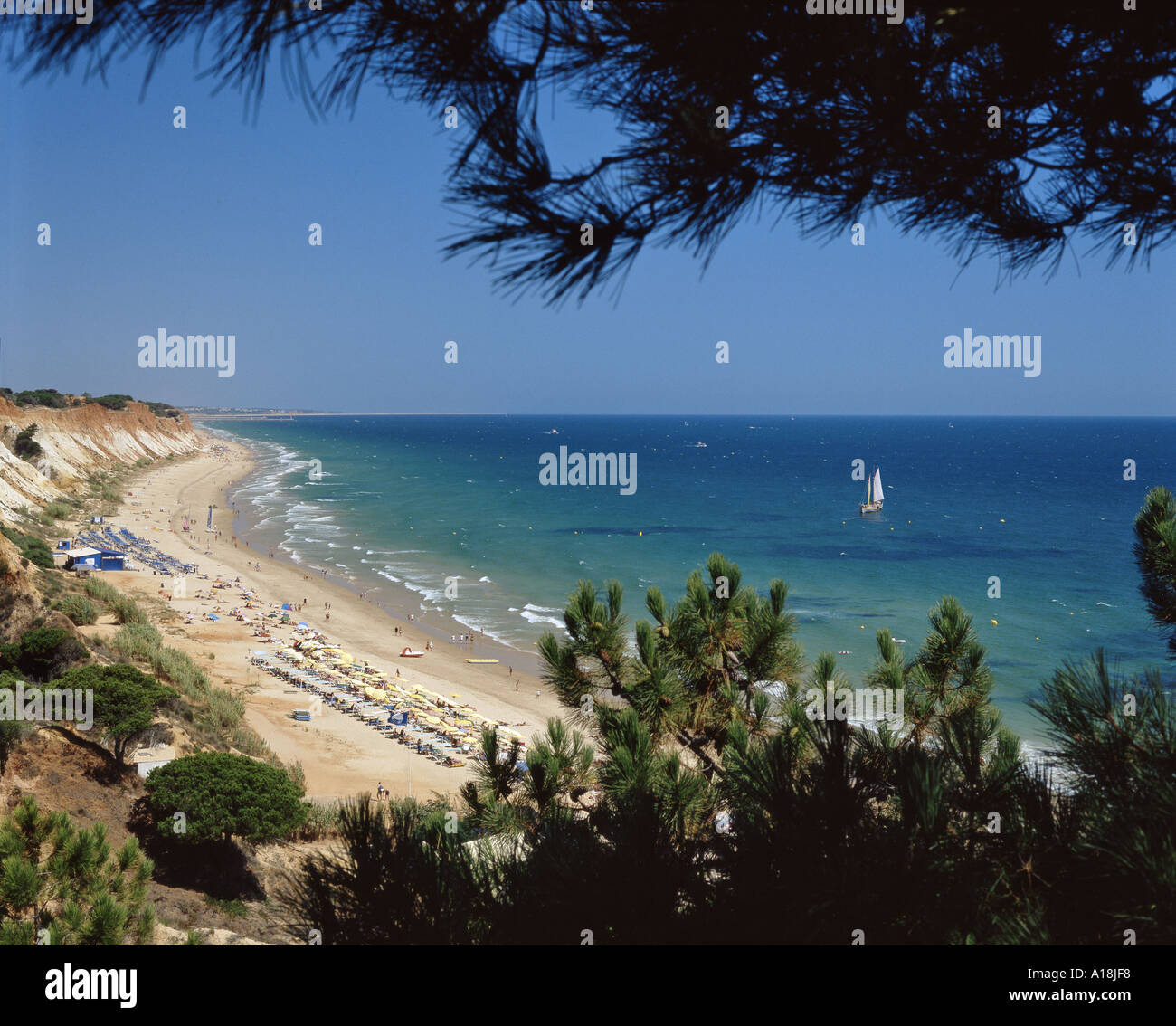 Portugal Algarve Falesia Strand von Klippen durch Kiefern gesehen Stockfoto