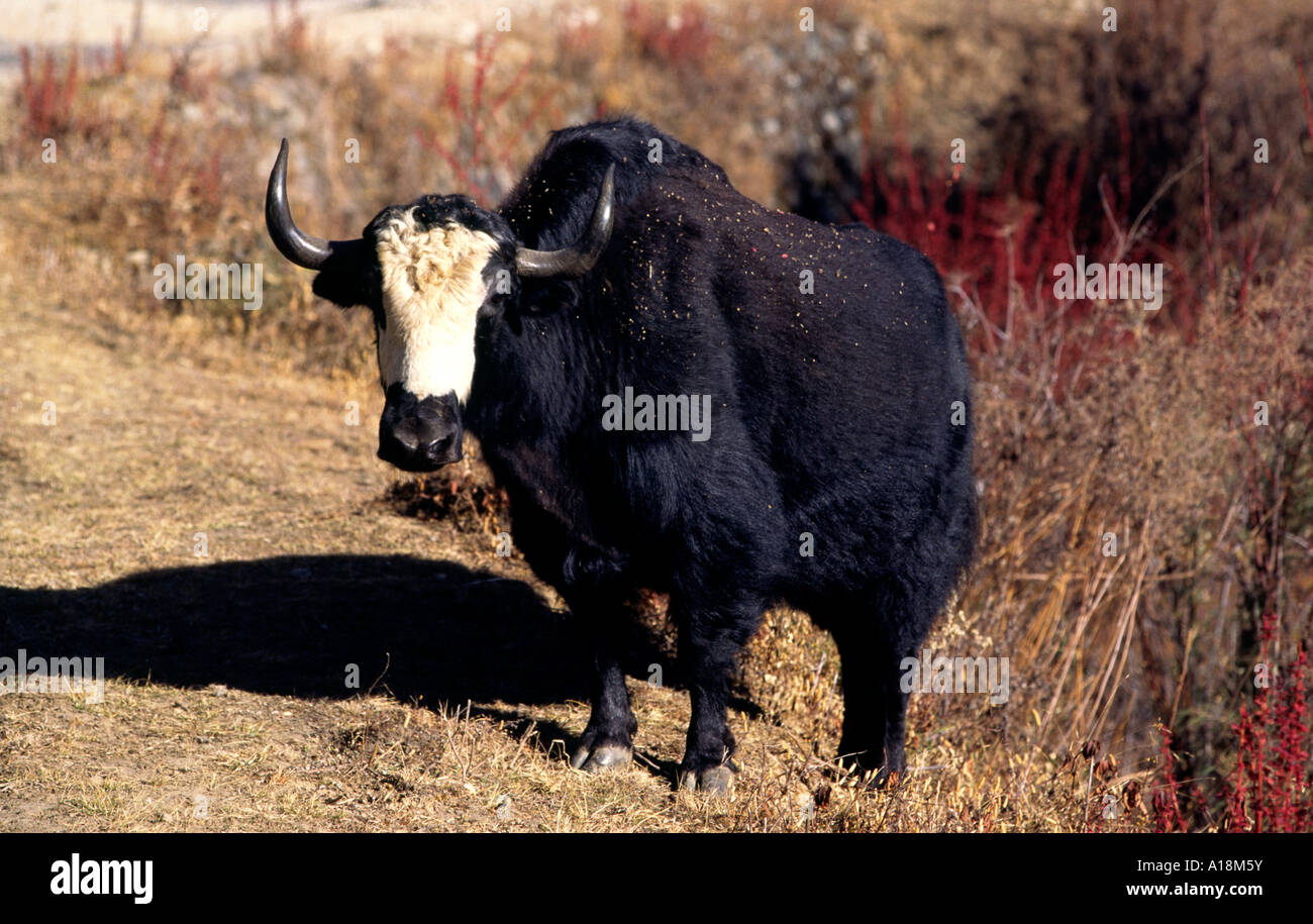 Bhutan Bumthang Valley yak Stockfoto