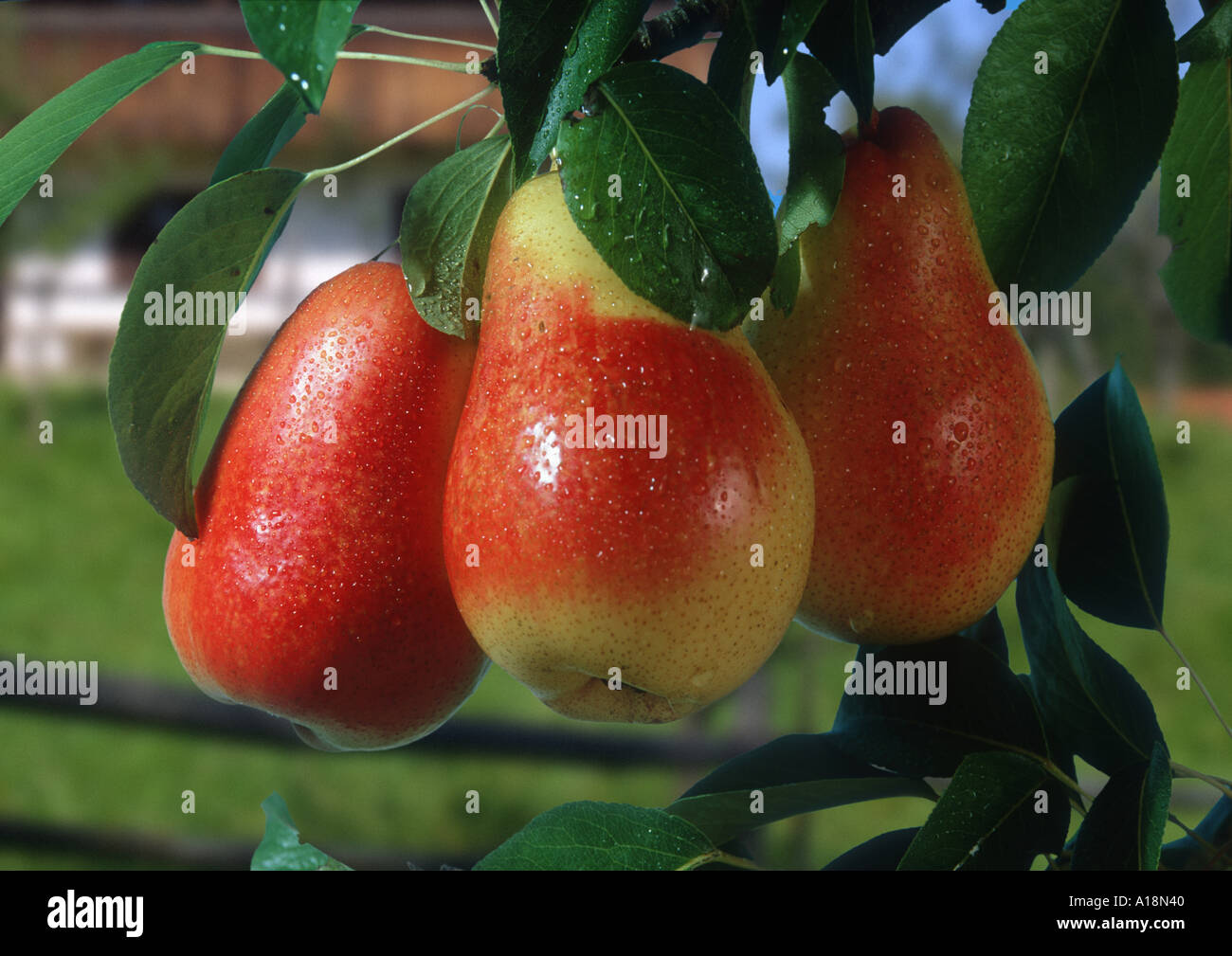 gemeinsamen Birne (Pyrus Communis), Williams, Reife Früchte am Zweig. Stockfoto