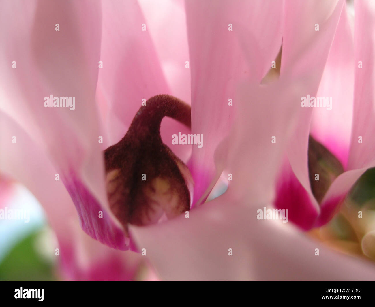 Pflanzen in einem Wohnzimmer Cyclamen Stockfoto