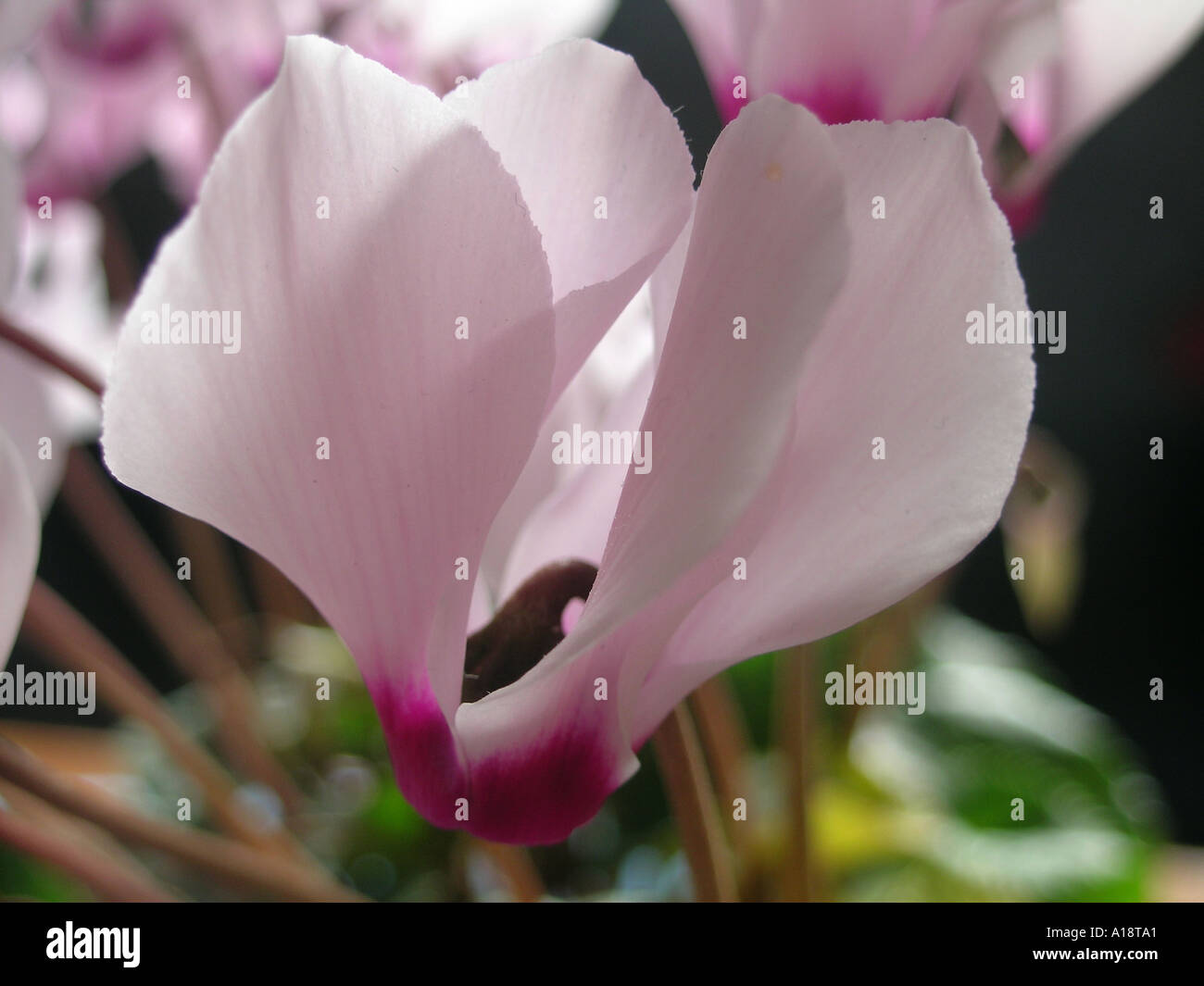 Pflanzen in einem Wohnzimmer Cyclamen Stockfoto