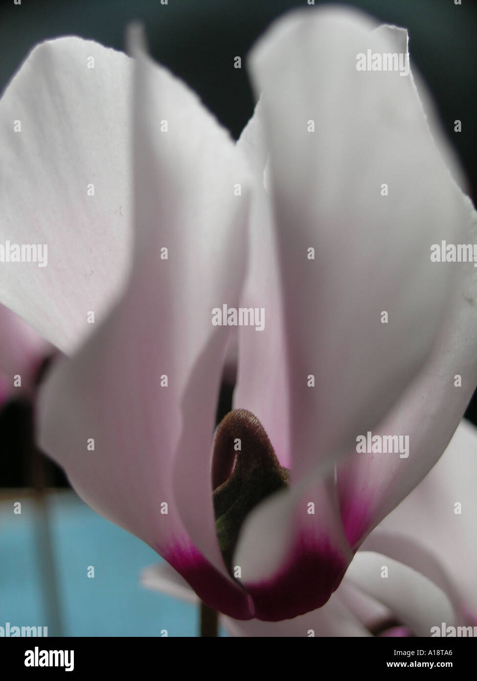 Pflanzen in einem Wohnzimmer Cyclamen Stockfoto