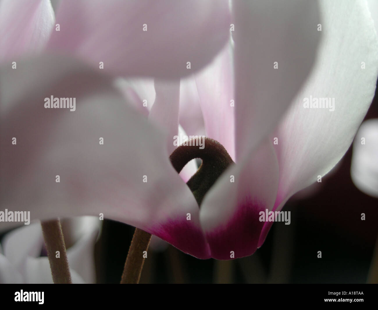 Pflanzen in einem Wohnzimmer Cyclamen Stockfoto