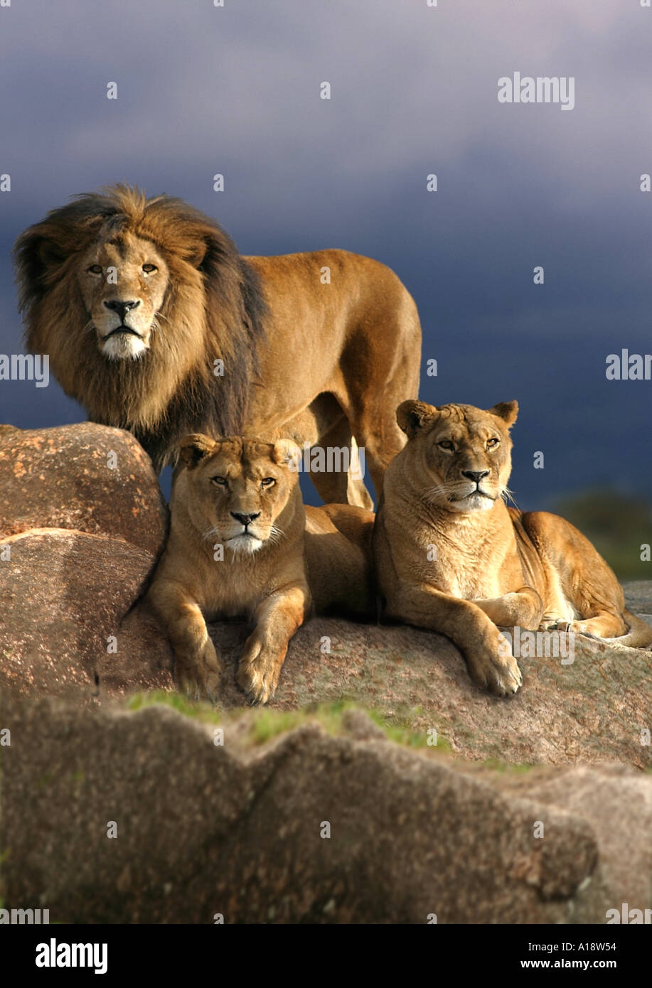 Barbary Löwe (Panthera Leo Leo), zwei Löwin mit männlichen Löwen hinter ruhen Stockfoto