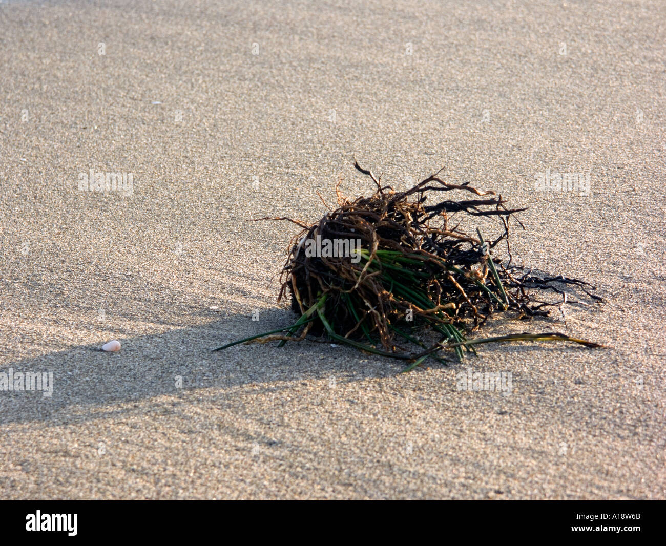 Algen und Wurzeln an einem europäischen Strand, Andalusien, Spanien, La Cala de Mijas Mijas Costa Costa Del Sol Spanien Algen nass nass Stockfoto