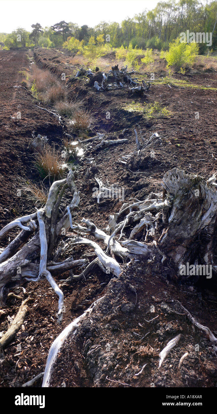 Moor Lindow Eichenmoos Wilmslow, Cheshire England UK Stockfoto