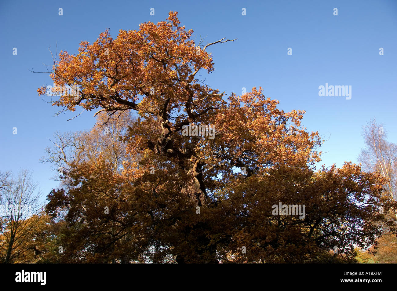 Herbst Blätter der Eiche Traubeneichen Quercus Petraea England UK United Kingdom GB Great Britain Stockfoto