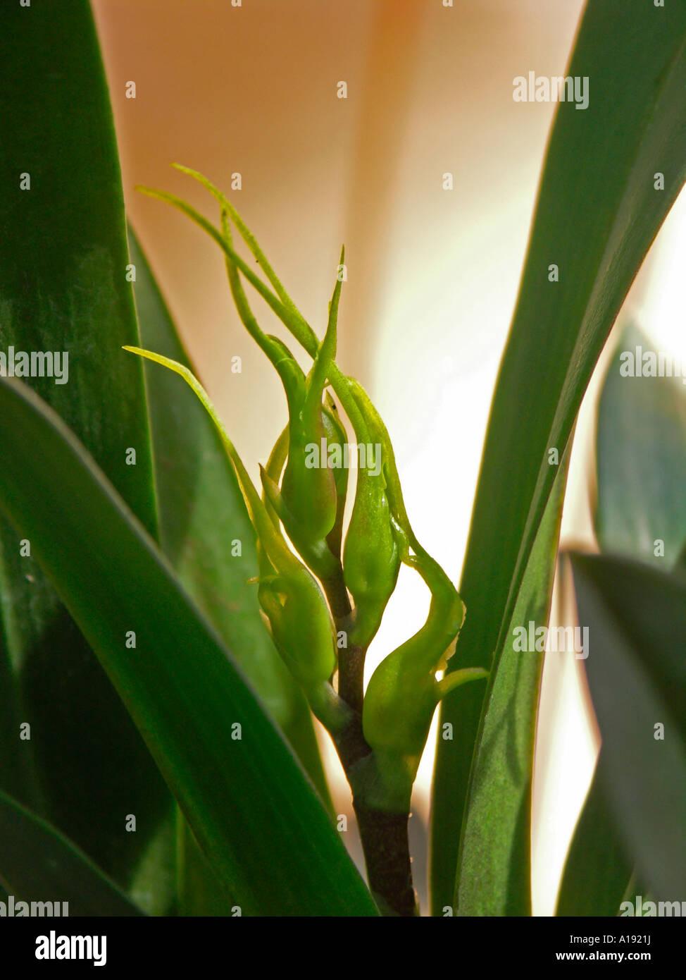 Ein Cluster von Brassada Orchidee Knospen Stockfoto