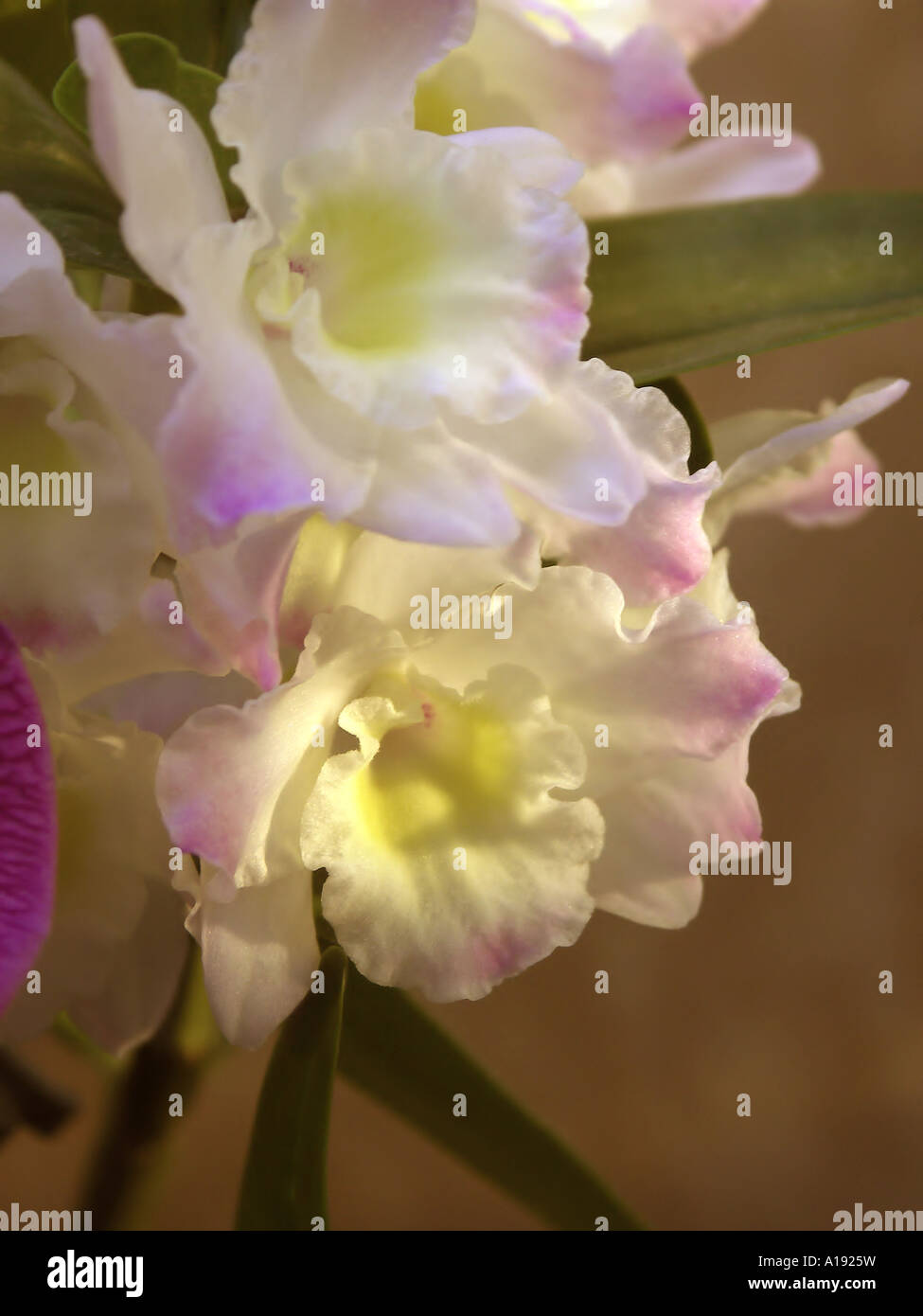 Dendrobium Orchideen Stockfoto