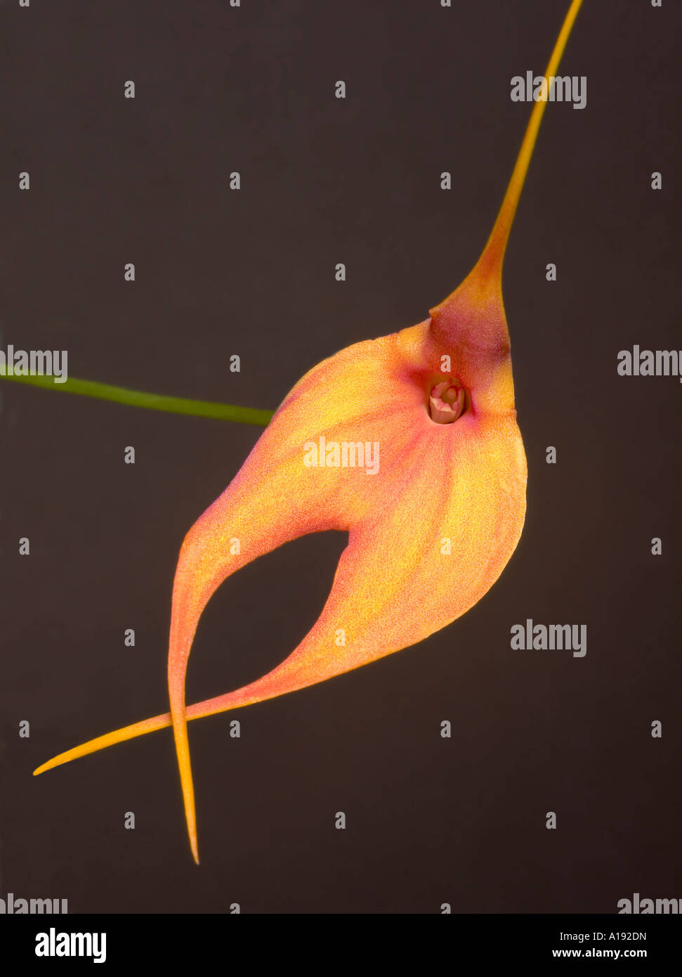Masdevallia Orchidee Stockfoto