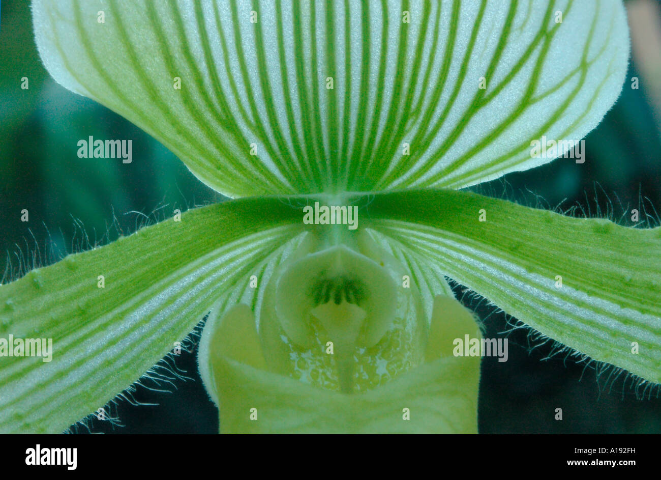 Orchidee Paphiopedilum maudiae Stockfoto
