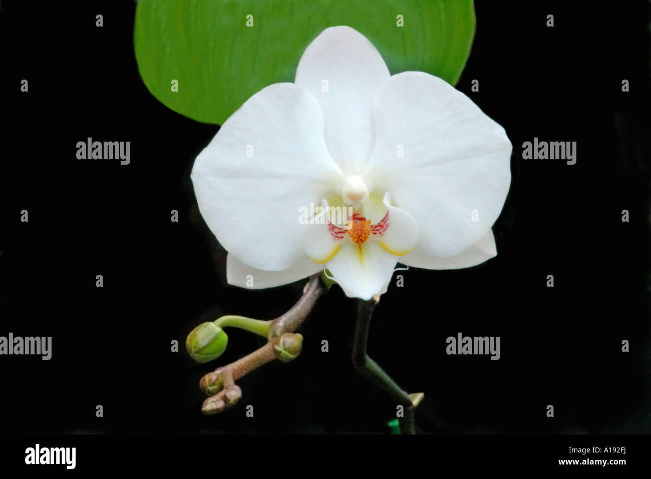 Weiße Phalaenopsis Orchideen blühen Stockfoto