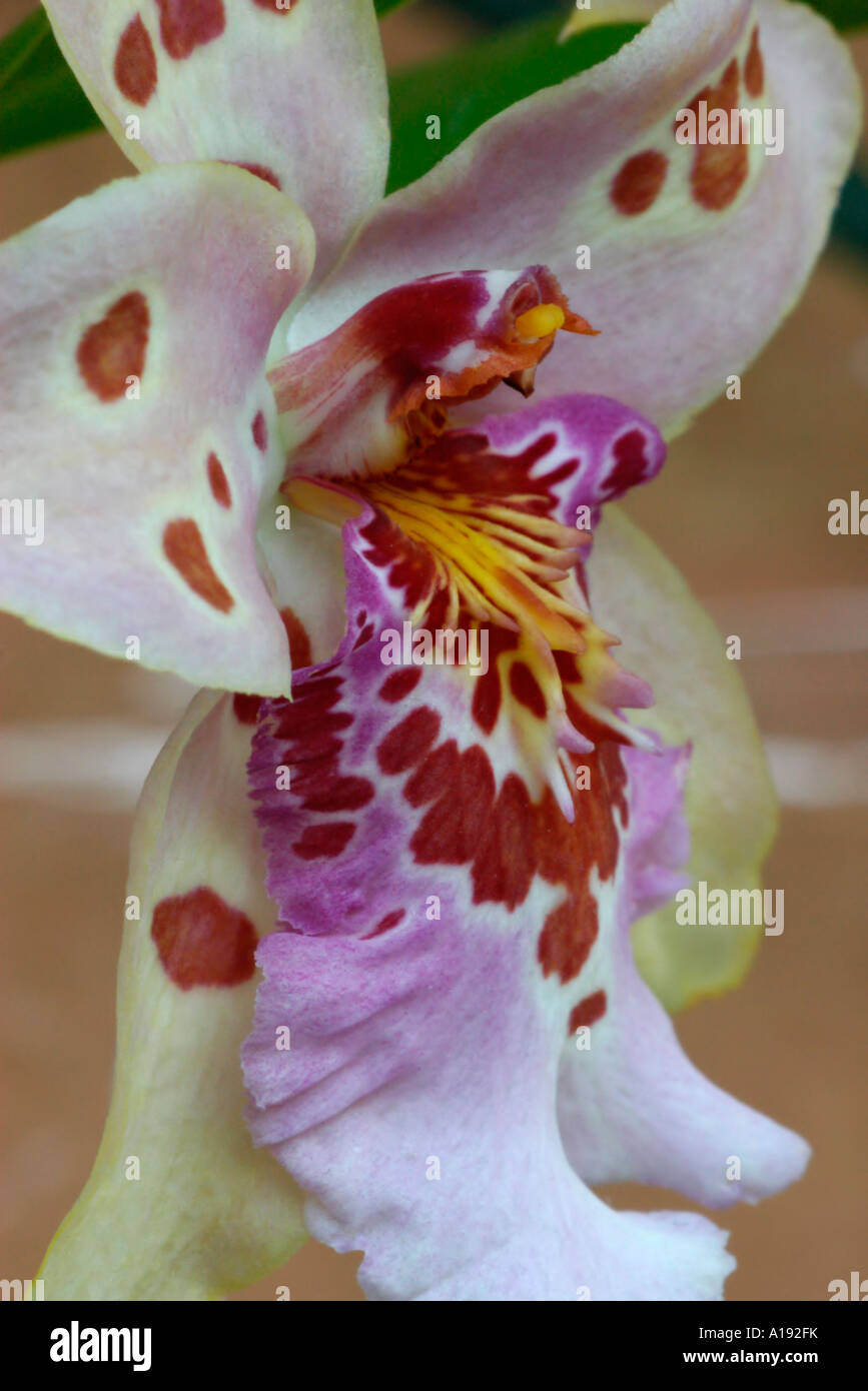 Orchid Vuylstekeara Stockfoto