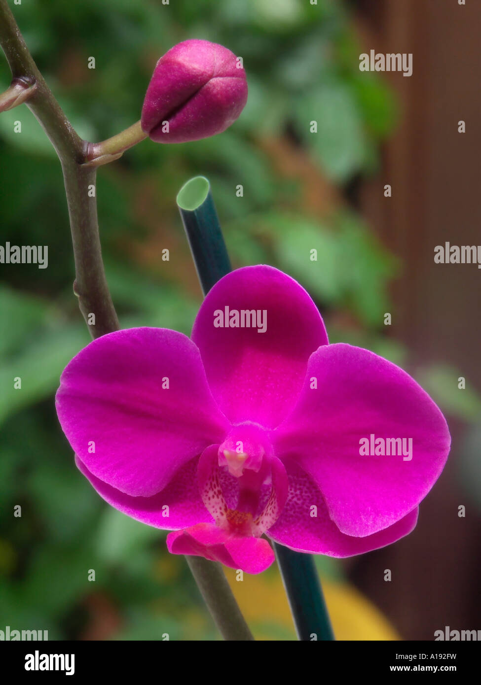 Doritaenopsis Orchideen blühen Stockfoto