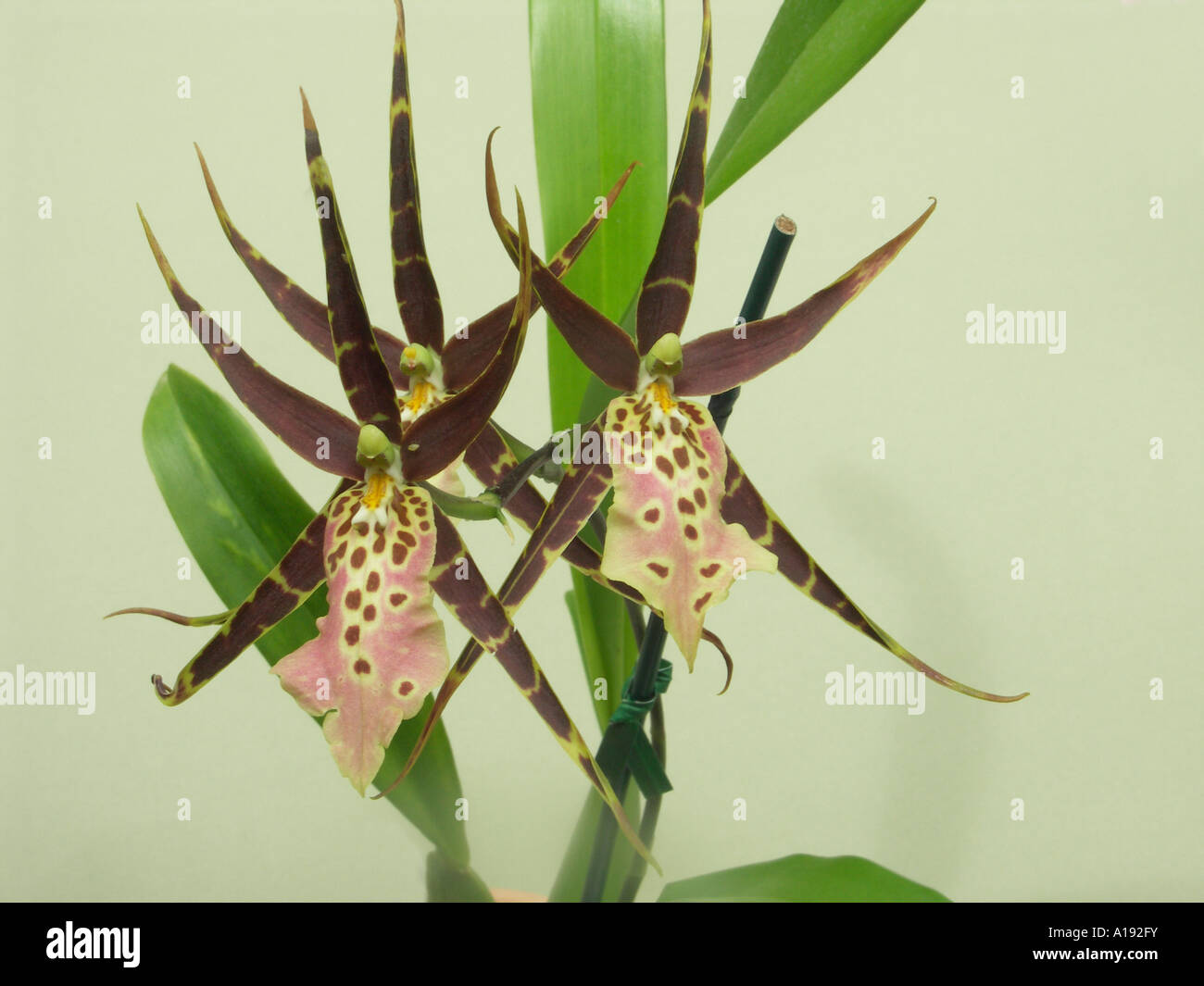 Miltassia Orchidee blüht Stockfoto