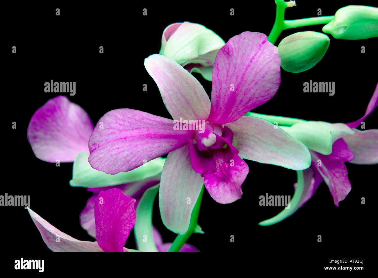 Dendrobium Orchidee Stockfoto