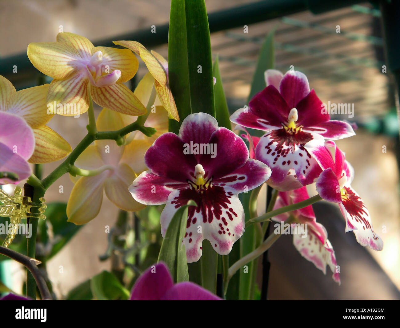 Phalaenopsis Nachtfalter Orchidee Miltoniopsis Stiefmütterchen Stockfoto