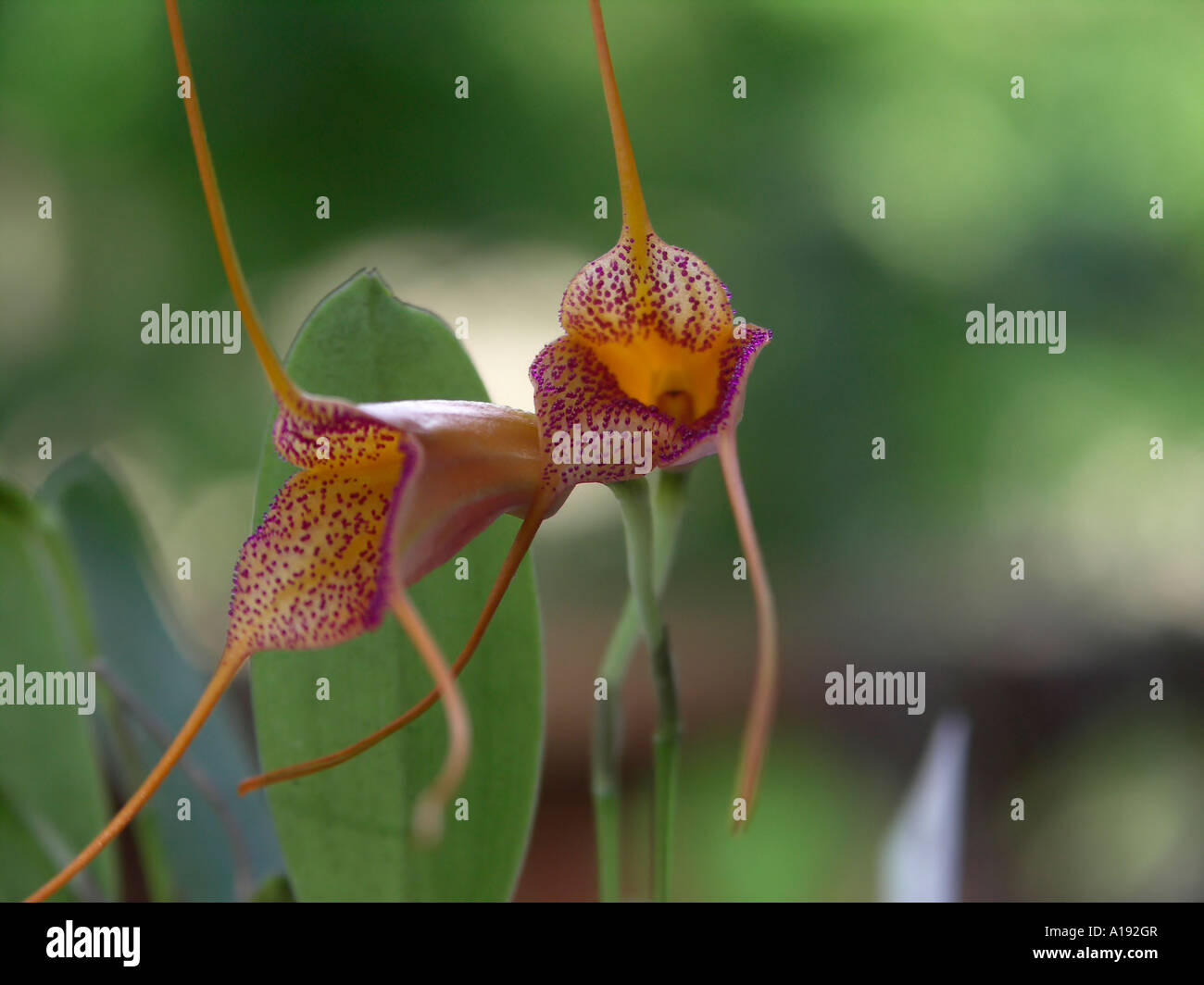 Masdevallia Glandulosa Orchidee Blüten Stockfoto