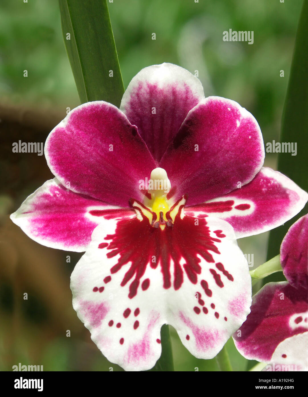 Miltoniopsis Orchideen blühen Stockfoto