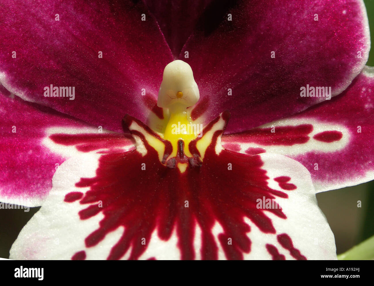 Miltoniopsis Orchideen Stockfoto