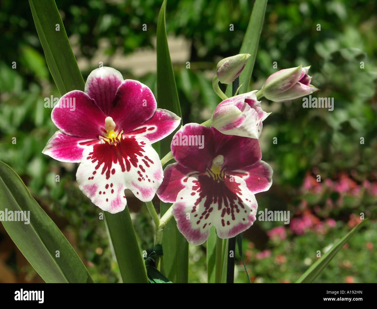 Miltonopsis Orchideen Stockfoto