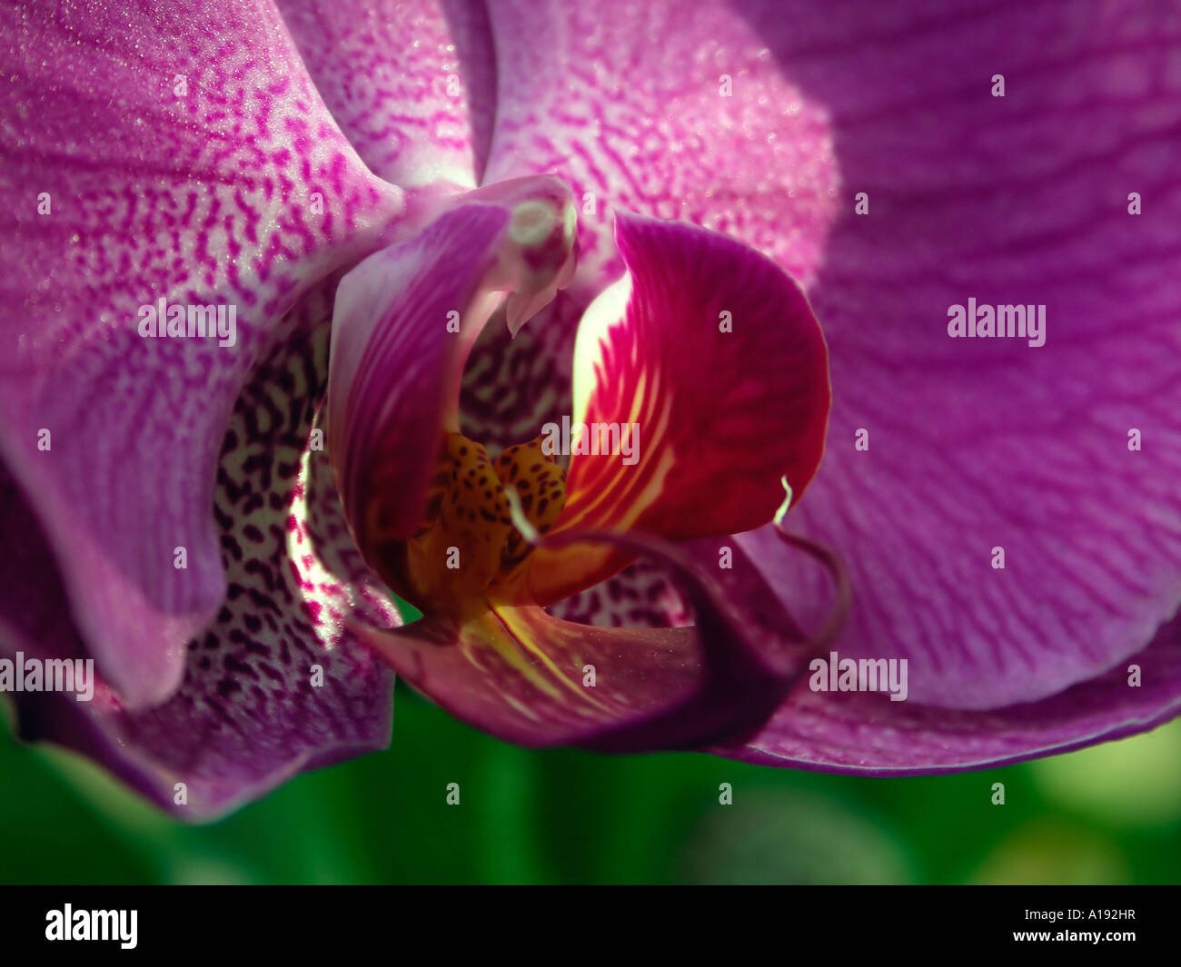 Rosa Paphiopedilum Motte Orchidee Stockfoto