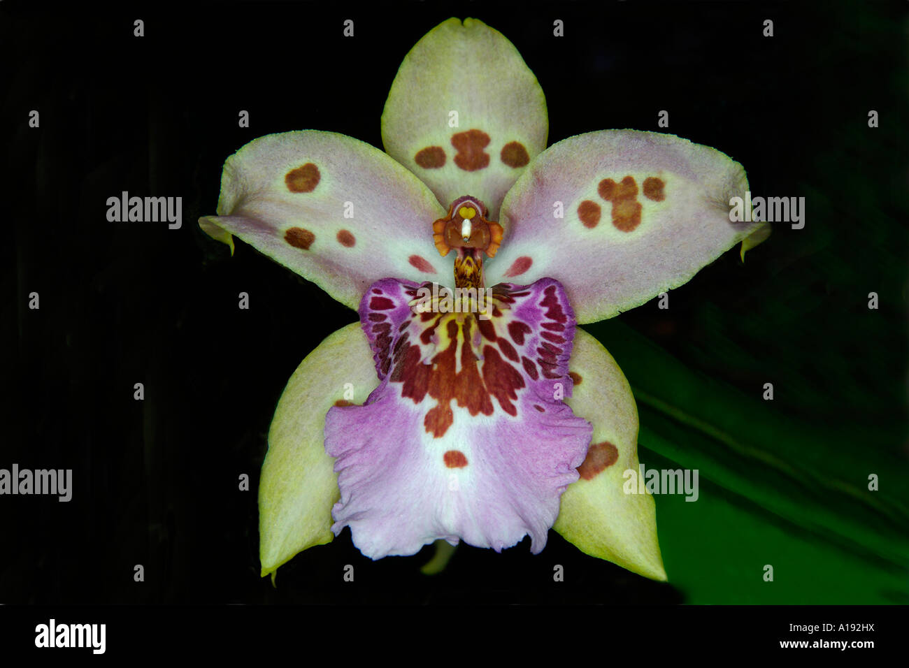 Orchid Vuylstekeara Saint Sand Pacific stolz Stockfoto