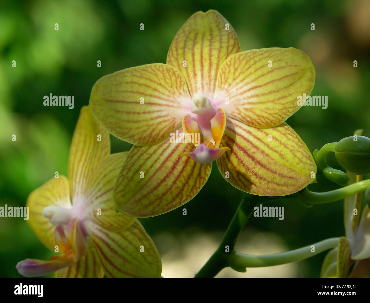 Phalaenopsis Blüten Stockfoto