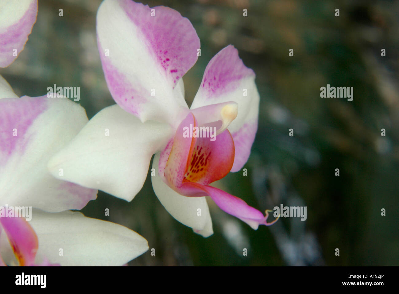 Phalaenopsis Nachtfalter Orchidee Stockfoto