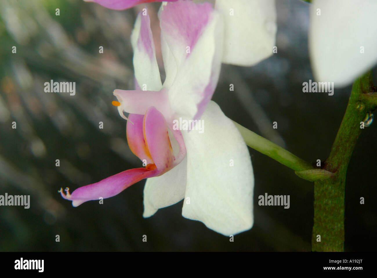 Phalaenopsis Orchideen blühen Stockfoto