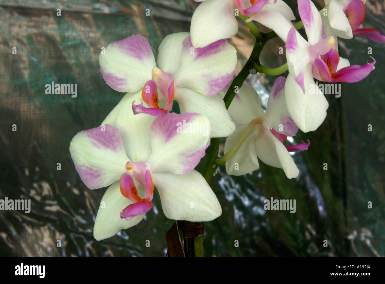 Phalaenopsis-Orchideen Stockfoto