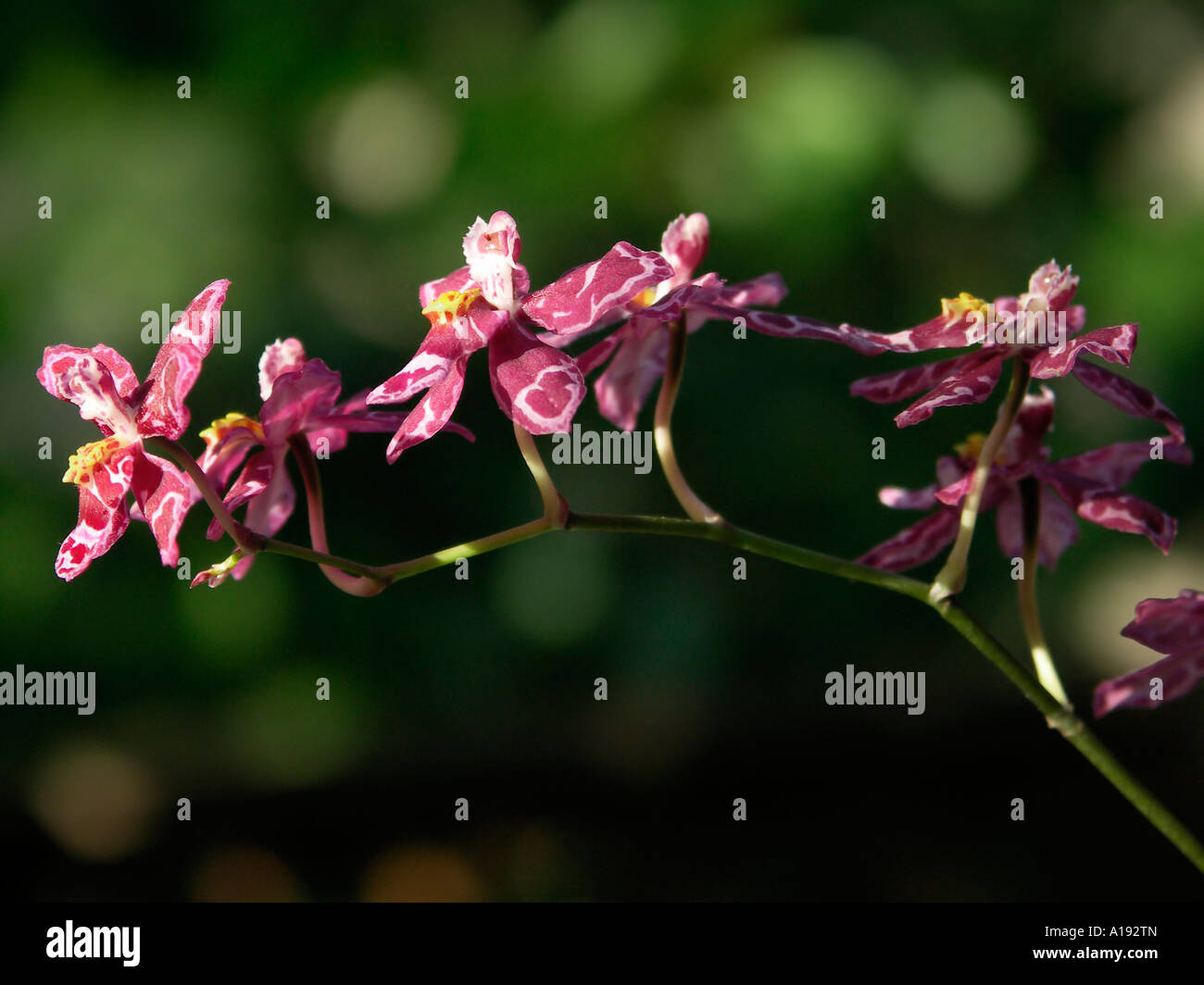 Ein Spray von sehr kleinen Wilsonara Kolibri Orchidee Stockfoto