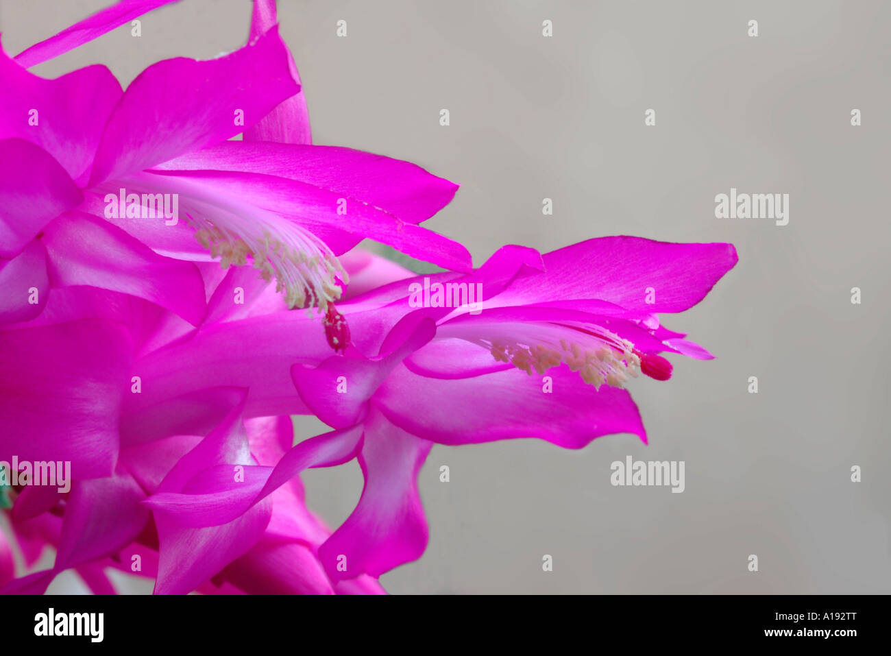 Heißes rosa Zygocactus Schlumbergera sp Farbe CC00CC Stockfoto