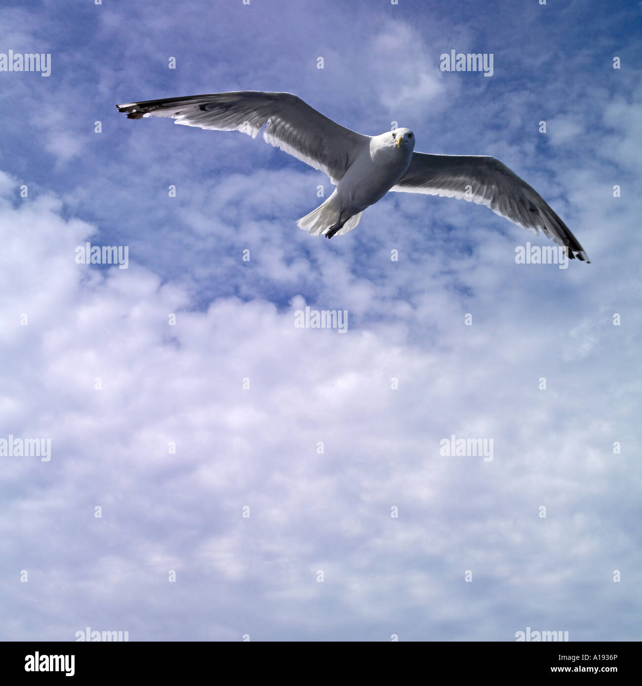 Möwen fliegen in den Himmel Stockfoto