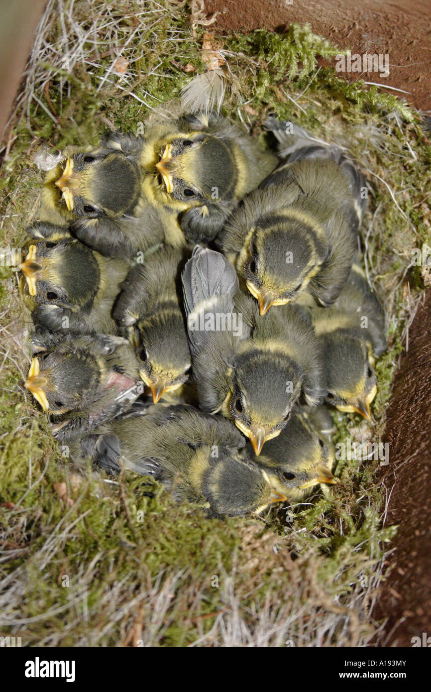Eine Brut von Blaumeisen im Nistkasten Stockfoto