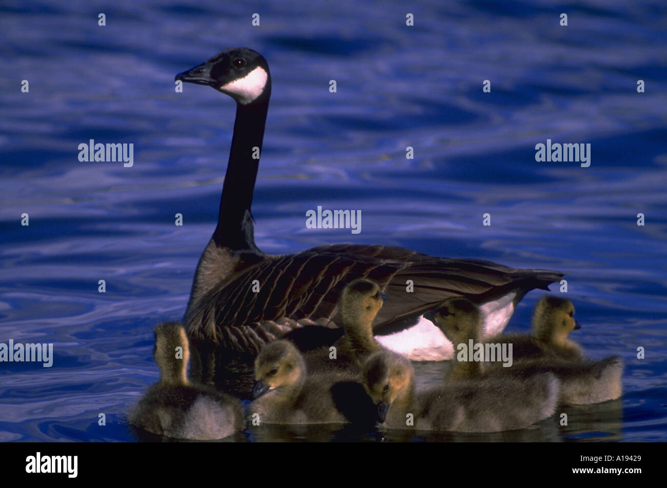 Kanada Gänse schwimmen im Teich mehrere junge Familie Gänsel umgeben