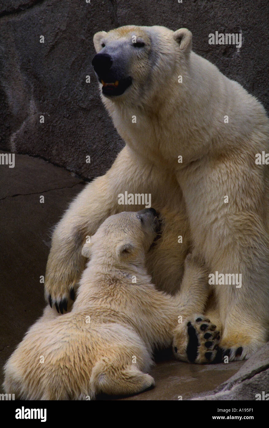 Eisbär-Sau mit Cub Krankenpflege Stockfoto