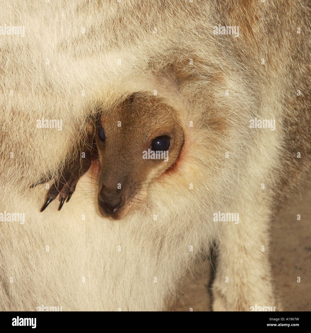 Junge Kängurus in freier Wildbahn in einem australischen Nationalpark späht aus seiner Mutter Beutel Stockfoto