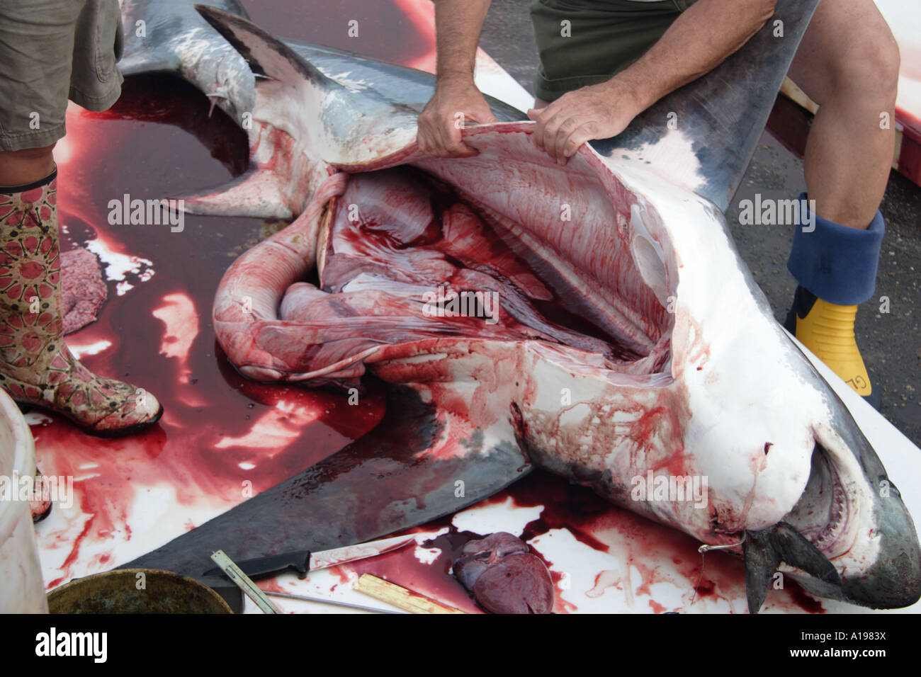 Hai wird seziert in Massachusetts Stockfoto