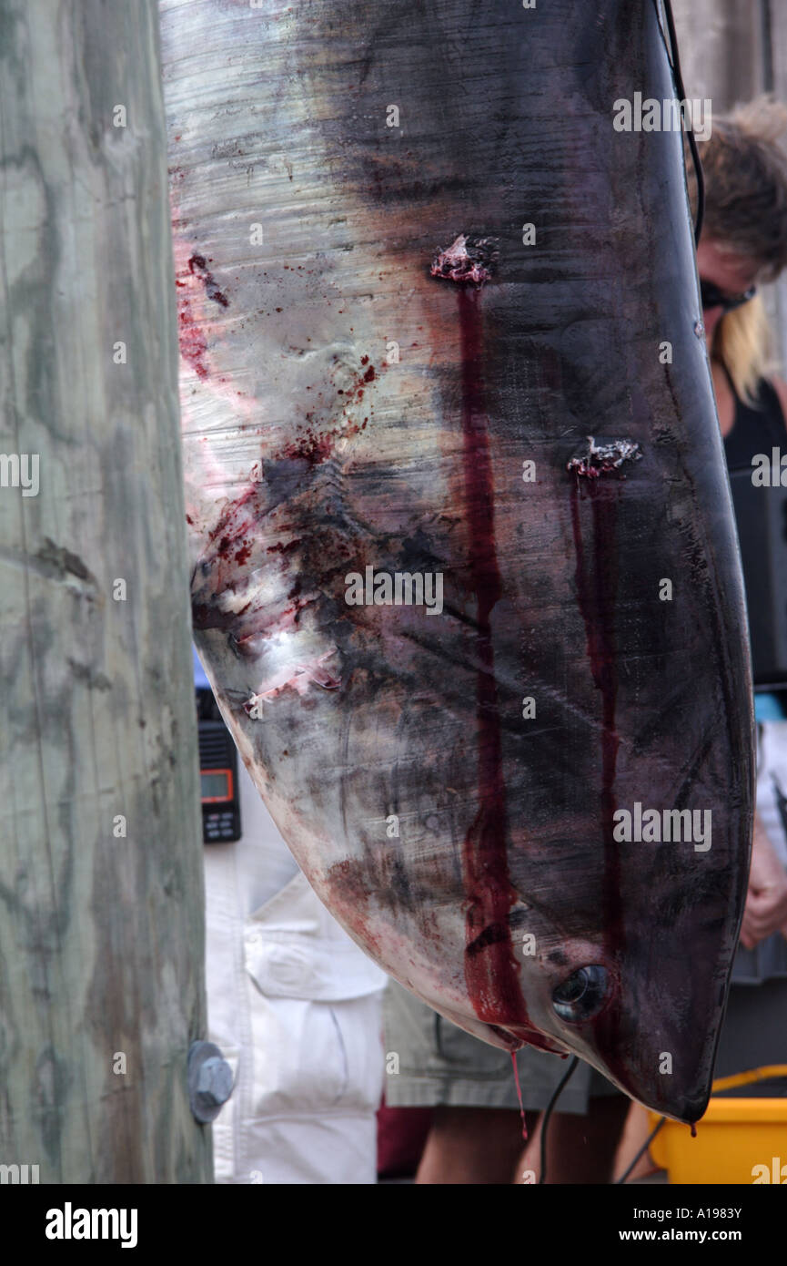 Toter Hai in Massachusetts Stockfoto