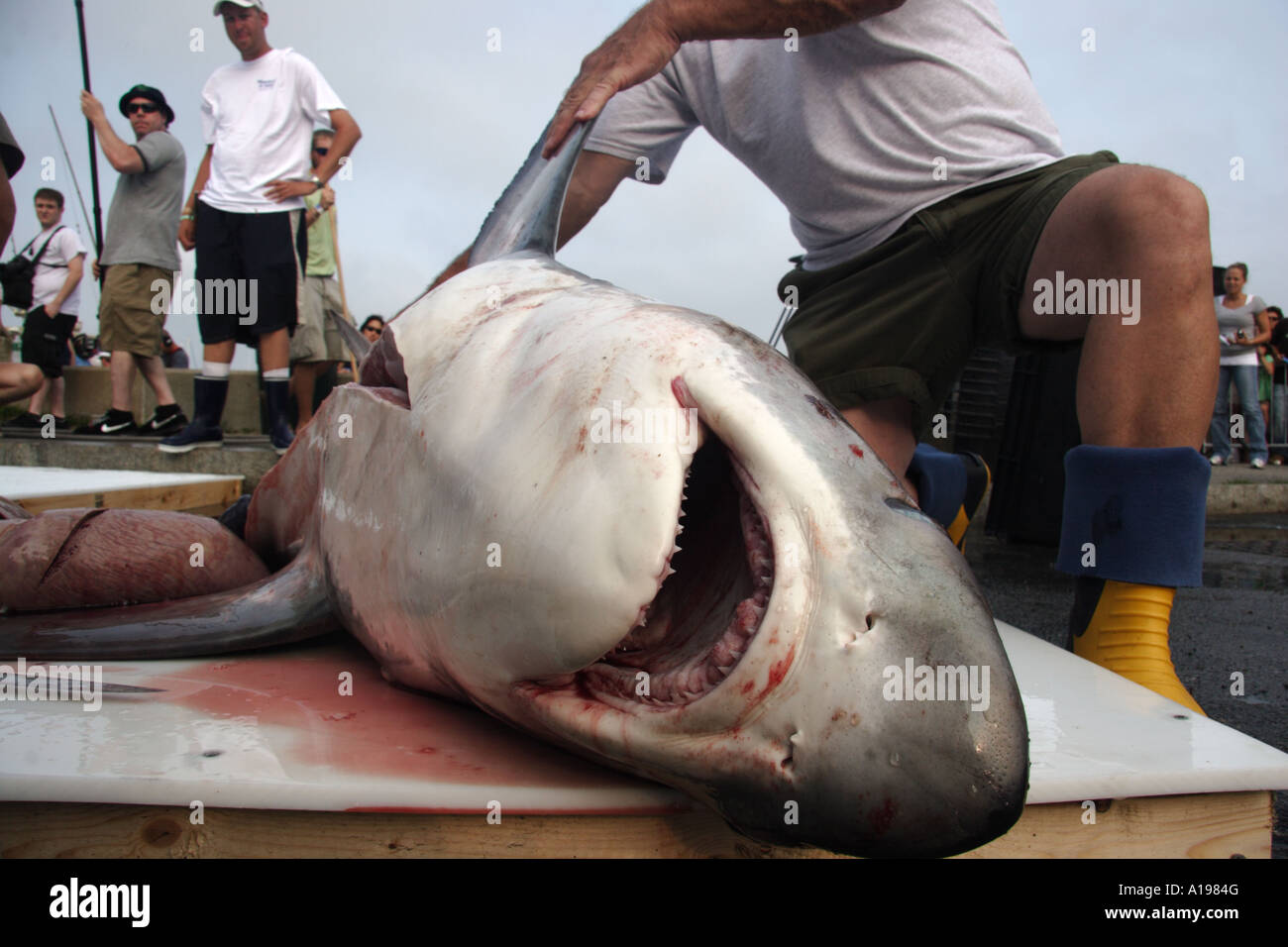 Hai wird nach einem Turnier seziert Stockfoto