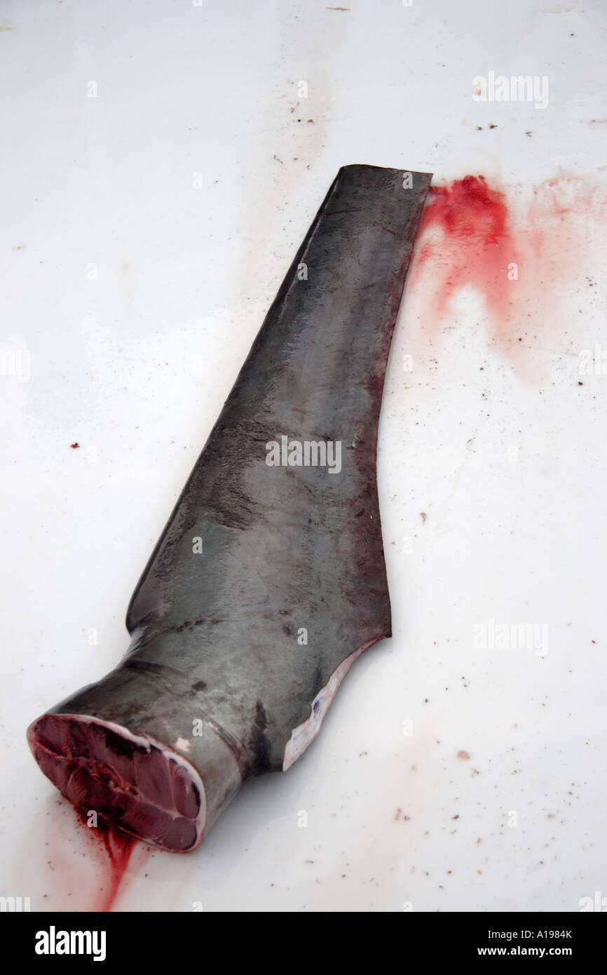 Geschnittenen Schweif eines Hais Thrasher Stockfoto