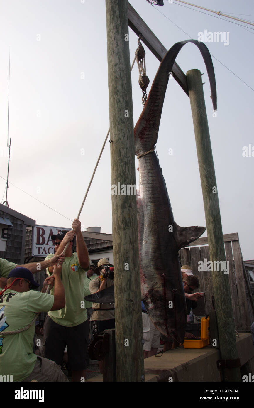 Mit einem Gewicht von einem Hai Thrasher Stockfoto