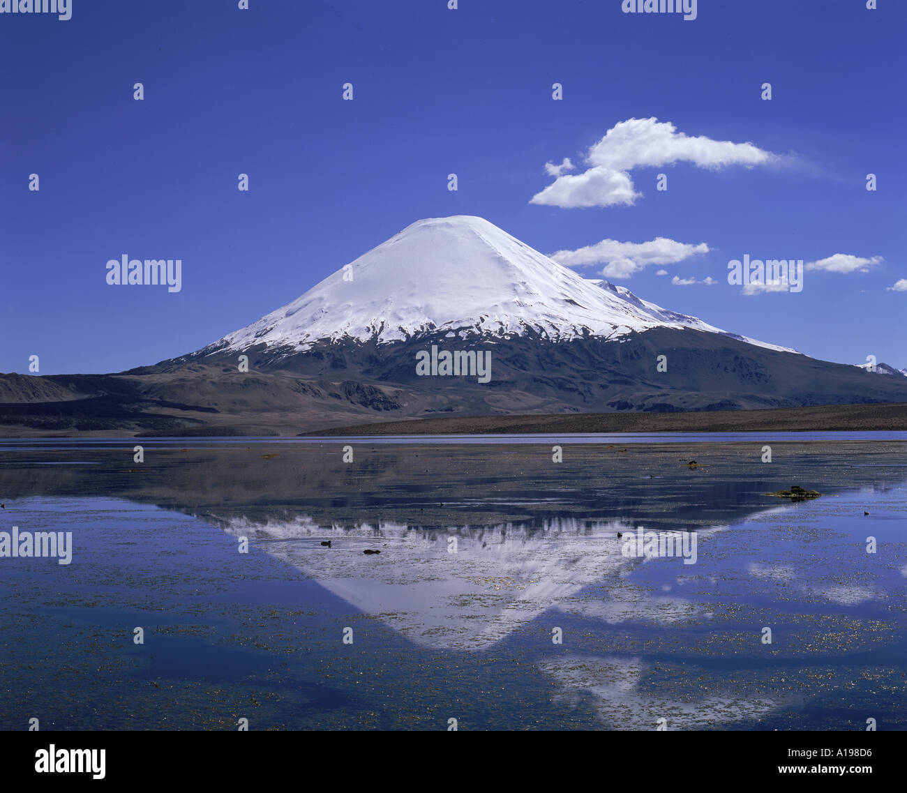 Vulkan Parinacota und See Chungara im Lauca Nationalpark in Chile Südamerika R McLeod Stockfoto